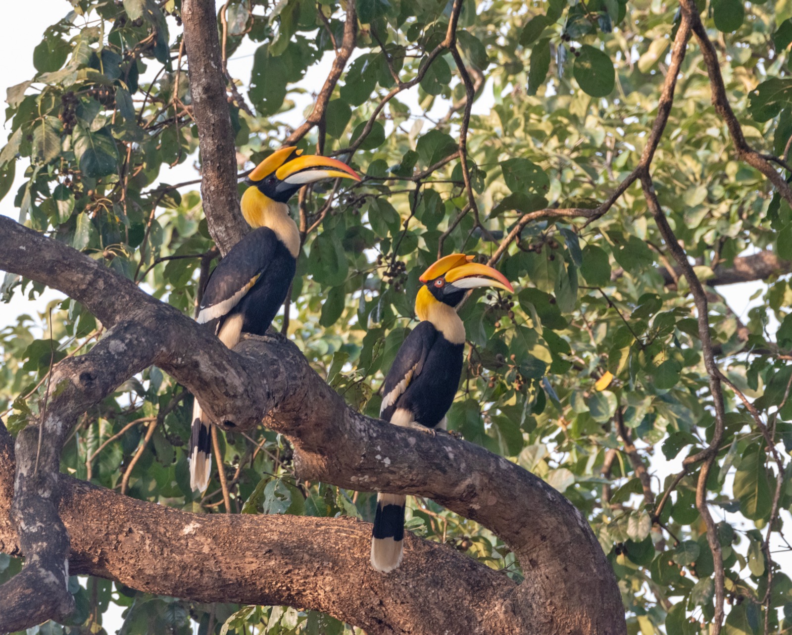 Great Hornbills in the forests of Ratnagiri, Maharashtra